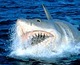 Capturas y menús del Blu-ray de Tiburón