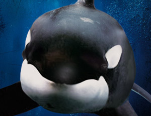 Blackfish en Blu-ray, el documental sobre las orcas en cautiverio