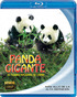 Panda Gigante, El Tesoro Nacional de China Blu-ray