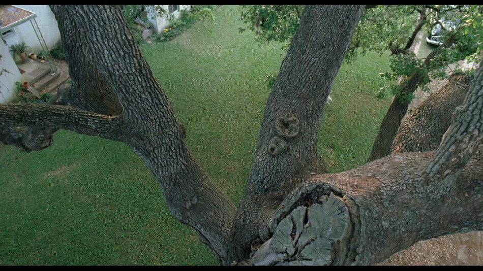 captura de imagen de El Árbol de la Vida Blu-ray - 10