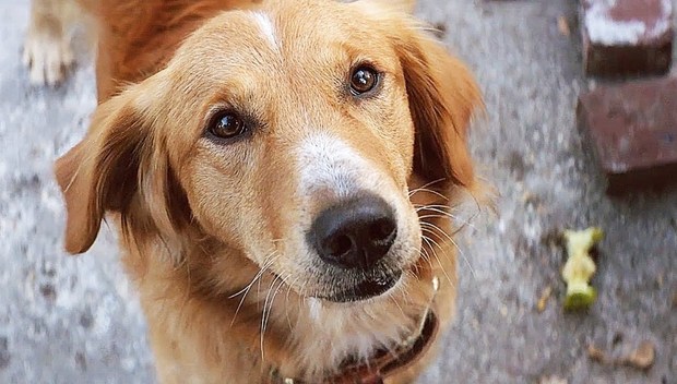 Universal Pictures cancela la premiere de 'A Dog's Purpose' tras las denuncias por maltrato a un perro durante el rodaje