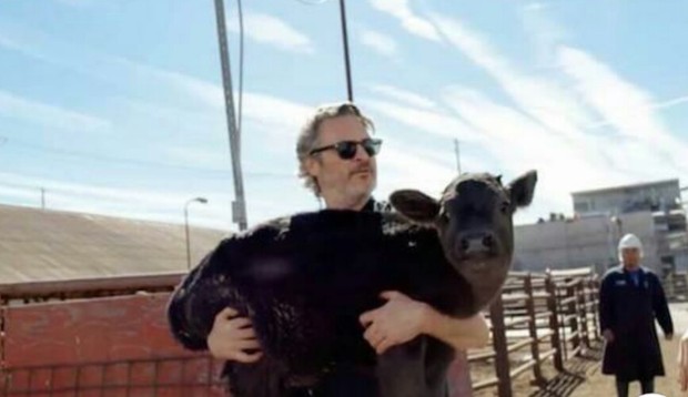 "Joaquín Phoenix" Rescata a una Vaca y a su cría del Matadero. 