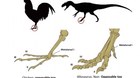 Crean-pollos-con-patas-de-dinosaurio-c_s