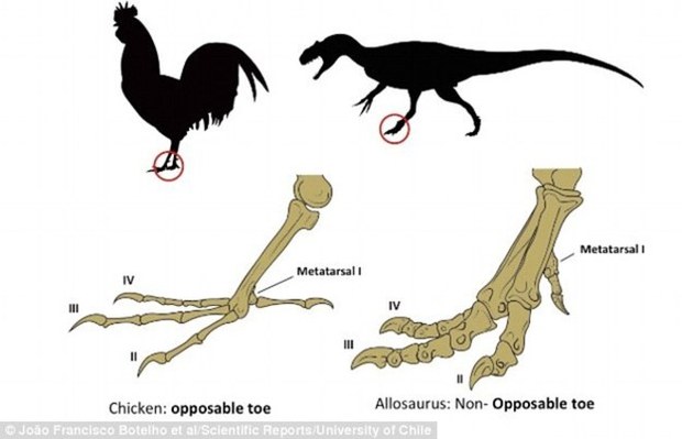 Crean Pollos con 'patas de dinosaurio'