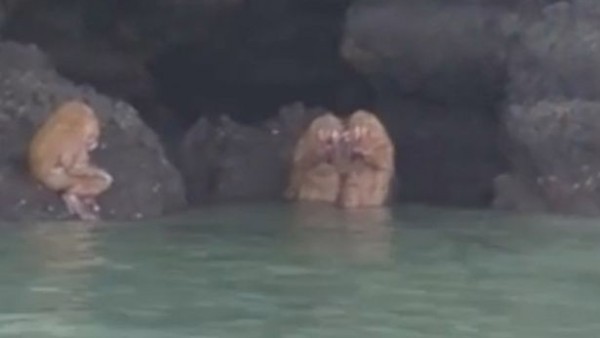 Alucinan con unas misterioras criaturas tipo ewoks (Star Wars) en una playa de Tailandia  