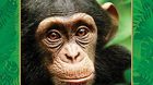 Chimpanzee-c_s