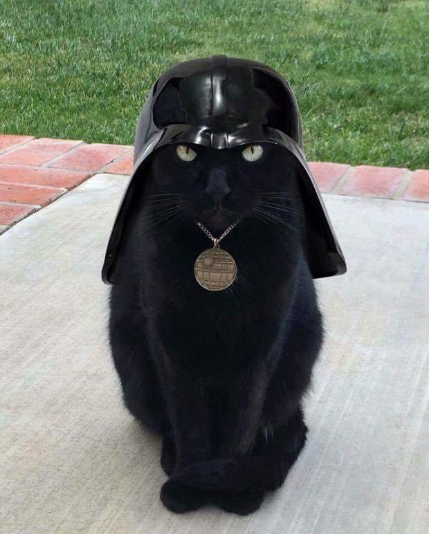 Humor Cat-Vader