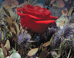 Carátula y contenidos de Loreak en Blu-ray