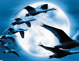 El documental Nómadas del Viento anunciado en Blu-ray