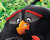 Contenidos y carátula de Angry Birds. La Película e  Blu-ray