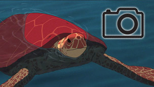 Capturas del Blu-ray de la edición coleccionista de La Tortuga Roja