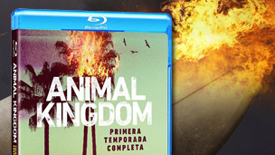 Comienza a editarse la serie Animal Kingdom en Blu-ray