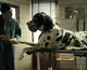 Tráiler de Dogman, del multipremiado cineasta italiano Matteo Garrone