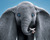 Nuevo póster para España del Dumbo de Tim Burton