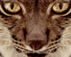 Documental Dehesa, el Bosque del Lince Ibérico en Blu-ray