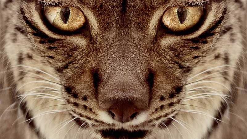Documental Dehesa, el Bosque del Lince Ibérico en Blu-ray