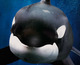 Blackfish en Blu-ray, el documental sobre las orcas en cautiverio