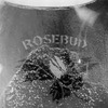 Rosebud69-s