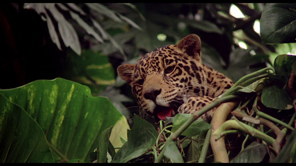 captura de imagen de La Serpiente y el Arco Iris Blu-ray - 4