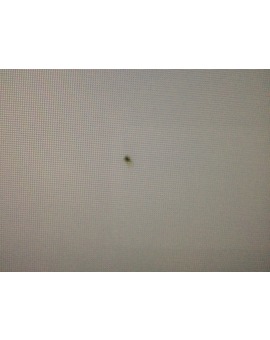 Insecto en el panel de mi tv