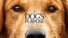 Piden-boicotear-la-pelicula-a-dog-s-purpose-por-maltrato-animal-c_s