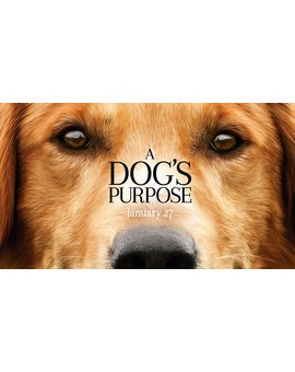 Piden boicotear la película ‘A Dog’s Purpose’ por maltrato animal