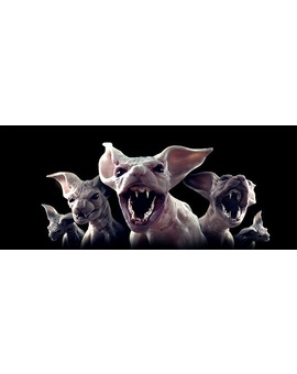 Trailer y poster para ‘Moggy Creatures’ ¡¡gatos mutantes!!