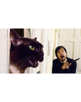 Una pareja de cinéfilos recrea escenas míticas del cine con sus gatos