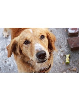 Universal Pictures cancela la premiere de 'A Dog's Purpose' tras las denuncias por maltrato a un perro durante el rodaje