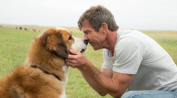 'A Dog's Purpose': El vídeo que mostraba un perro sufriendo en el rodaje estaría manipulado