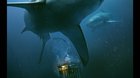 47-meters-down-siente-el-terror-entre-tiburones-en-un-nuevo-trailer-c_s
