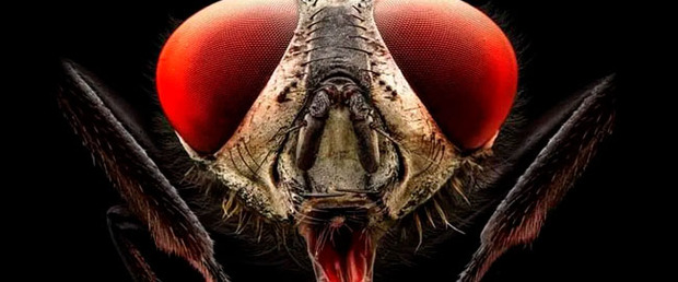Trailer subtitulado de “Insect”, mosquitos asesinos