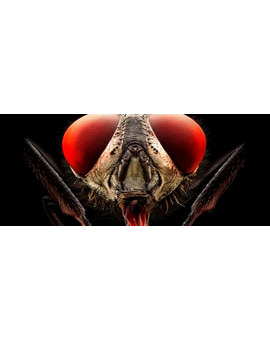 Trailer subtitulado de “Insect”, mosquitos asesinos