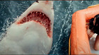 Trailers-de-great-white-y-huge-shark-dos-nuevas-propuestas-de-peliculas-de-tiburones-c_s