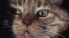 120-gatos-en-peliculas-recordais-a-alguno-mas-c_s