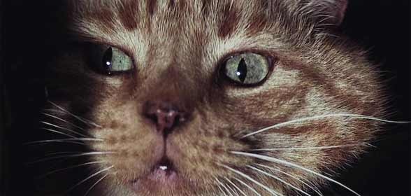 120 Gatos en Películas. (Recordáis a alguno más?). 