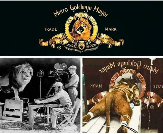 Conoce la Verdadera Historia Detrás de los Famosos Logos de Hollywood. 