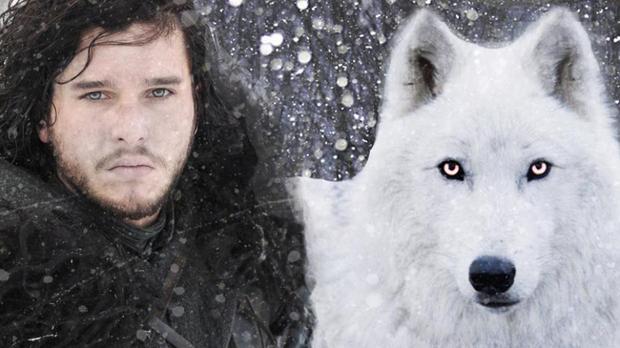 Muere "FANTASMA" El Lobo de Jon Nieve de (JUEGO DE TRONOS). 