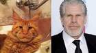 Imagen-gato-parecido-a-ron-perlman-c_s