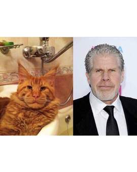 Imagen (Gato Parecido a RON PERLMAN). 