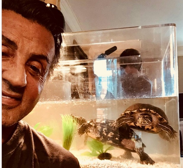 Imagen: (Stallone se Reúne con las Tortugas de ROCKY). 