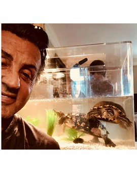 Imagen: (Stallone se Reúne con las Tortugas de ROCKY). 