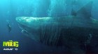 Imagen-the-meg-c_s
