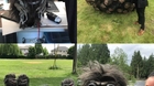Imagenes-del-rodaje-de-la-nueva-serie-de-los-critters-critters-a-new-binge-c_s