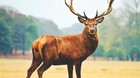 Un-cazador-furtivo-es-condenado-a-ver-bambi-una-vez-al-mes-hasta-que-finalice-su-pena-en-prision-c_s