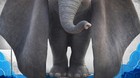 Carteles-para-los-personajes-de-dumbo-c_s