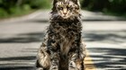 Muere-leo-el-gato-protagonista-de-cementerio-de-animales-c_s