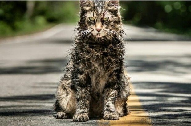 Muere Leo. El Gato Protagonista de (CEMENTERIO DE ANIMALES). 