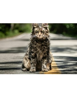 Muere Leo. El Gato Protagonista de (CEMENTERIO DE ANIMALES). 