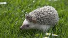 Sonic-erizos-gratis-para-todos-los-que-vayan-al-cine-a-verla-c_s
